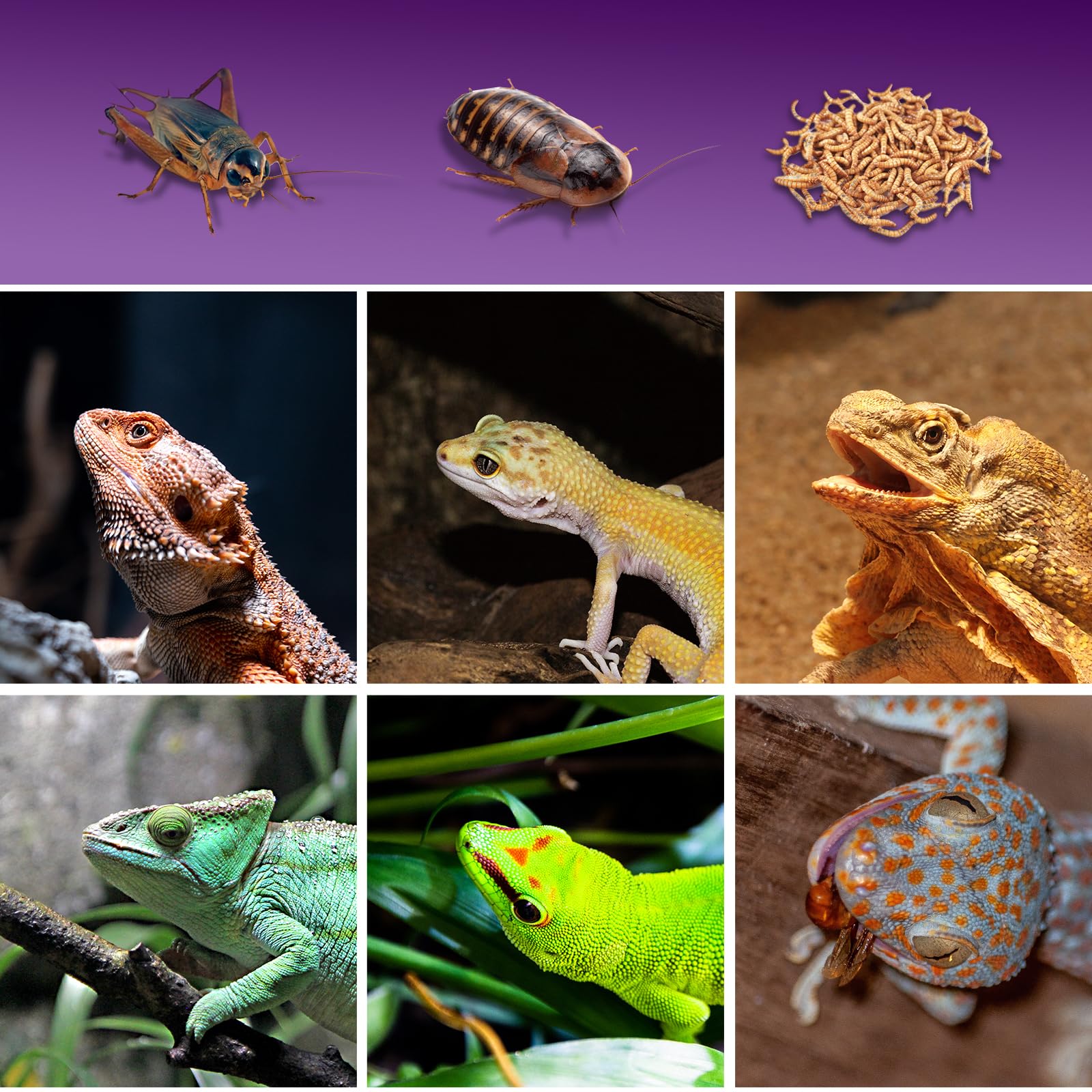 SUKEOPET usage-exterieur-transport, idéal pour voyages et sorties avec reptiles