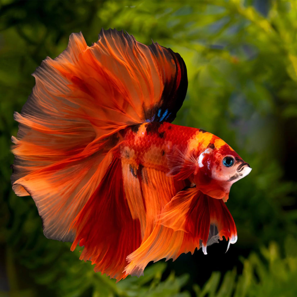 Sukh décoration naturelle tropicale pour aquarium grâce aux feuilles amandier indien