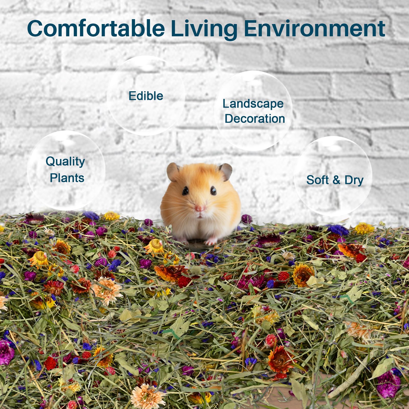 Sukh Habitat Hamster Ambiance Couleurs: habitat plus attrayant et stimulant