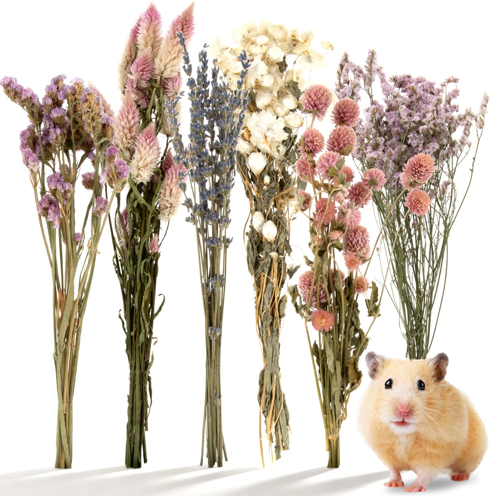 Sukh pulvérisation naturelle pour hamster, crée un habitat calme.