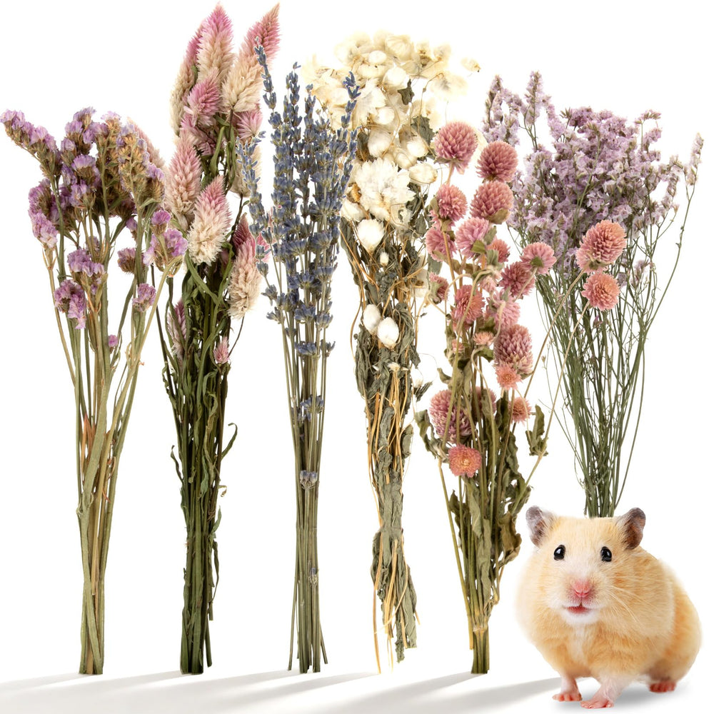 Sukh pulvérisation naturelle pour hamster, crée un habitat calme.
