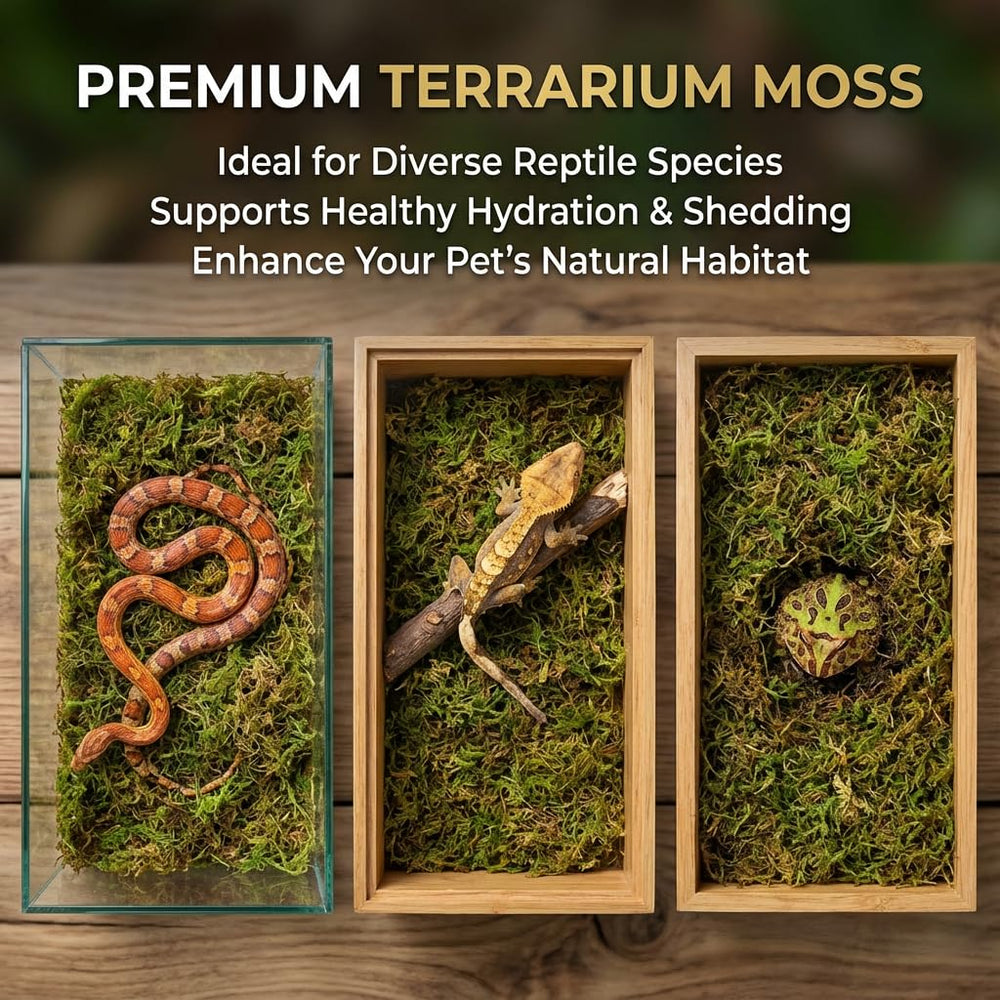 Sukh mousse sphagnum reptiles: usage en incubation et éclosion dans des conditions d'humidité.
