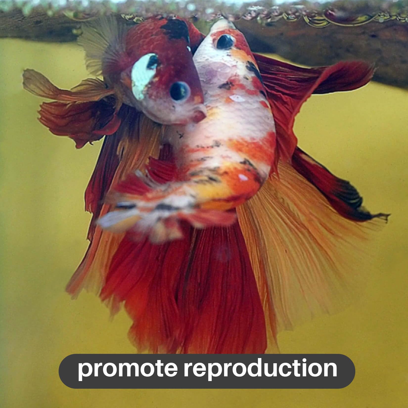 Sukh nid de bulles et feuilles, favorise la reproduction des bettas