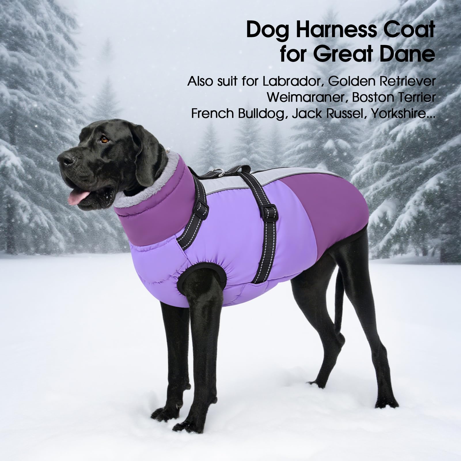 SUNFURA manteau violet xxxl, adapté pour les grandes races et les sorties actives.
