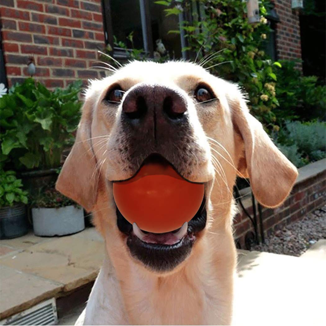 Balle Sunglow stimulation mentale pratique pour stimuler l'intelligence et la concentration du chien.