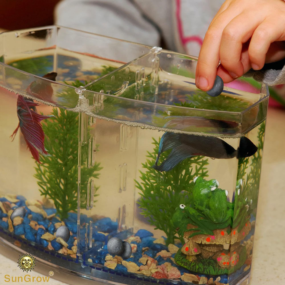 SunGrow Betta Balls – énergie pour poissons actifs et en mouvement.