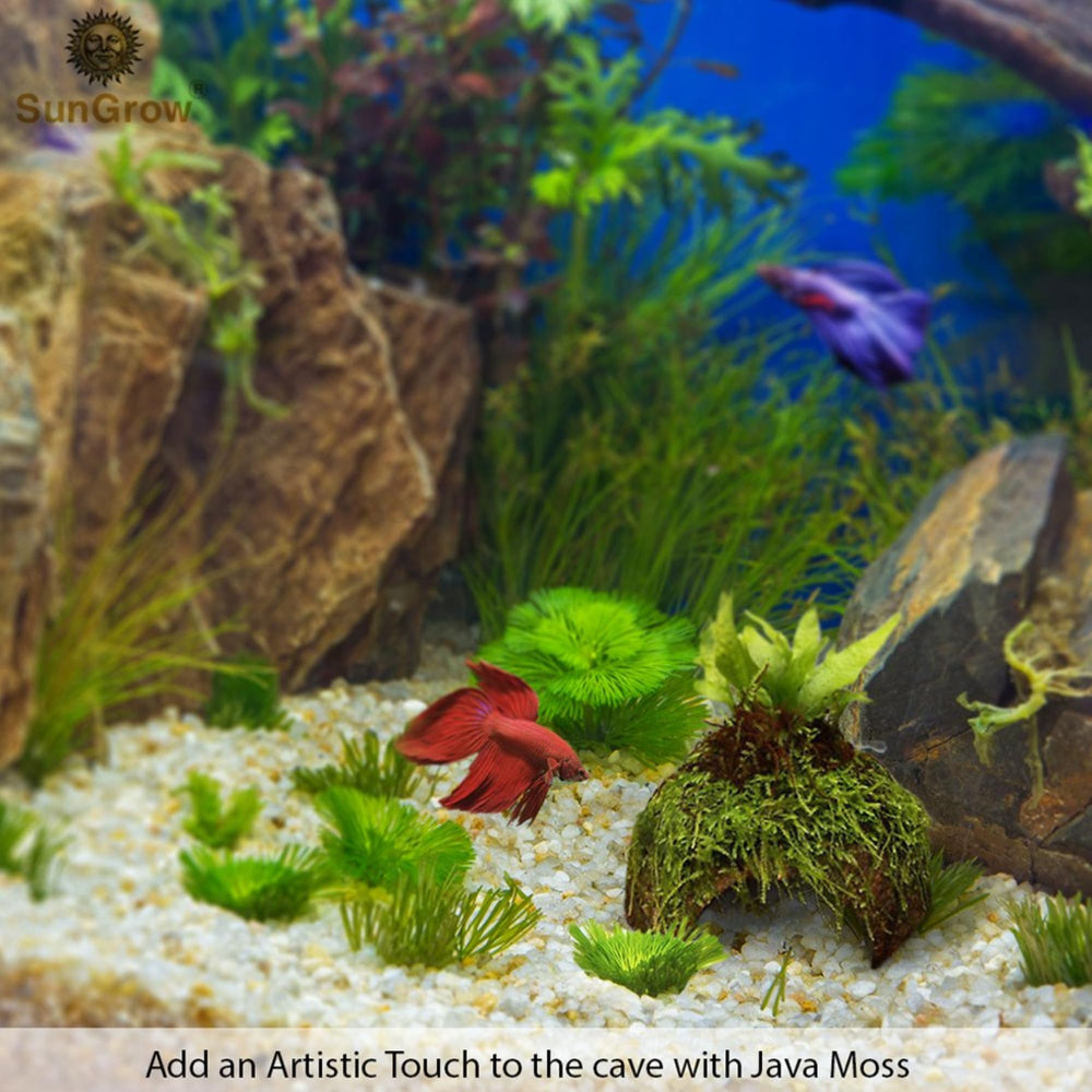 SunGrow Betta Cave, habitat naturel en coco aidant à l'adaptation aquatique.