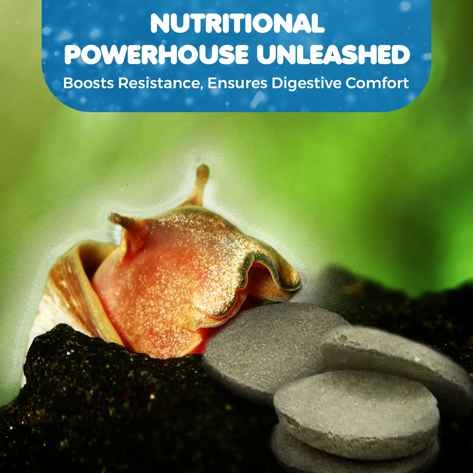 SunGrow betta dans l’aquarium — prêt à consommer l’alimentation spiruline.