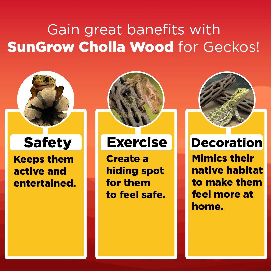 SunGrow bois-cholla décoratif favorise sieste et bronzage du gecko léopard.