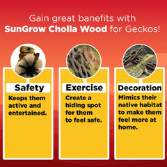 SunGrow bois-cholla décoratif favorise sieste et bronzage du gecko léopard.