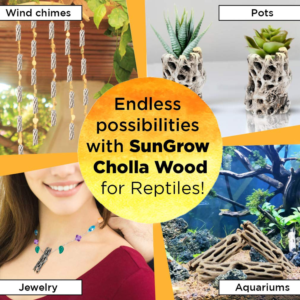 SunGrow bois-cholla, décor vivant pour terrarium et surfaces d'escalade.