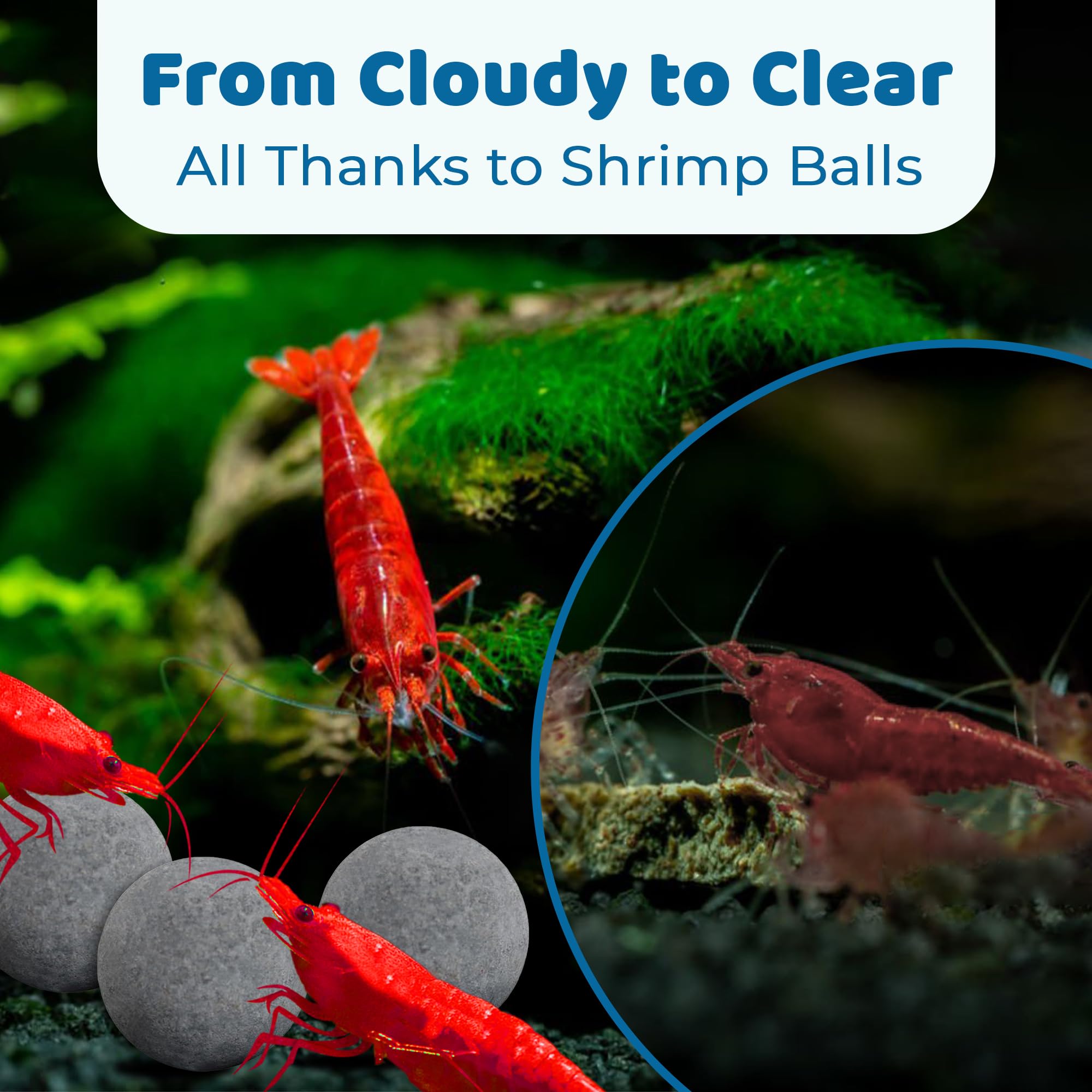 SunGrow boules crevettes énergie et activité accrue des crevettes