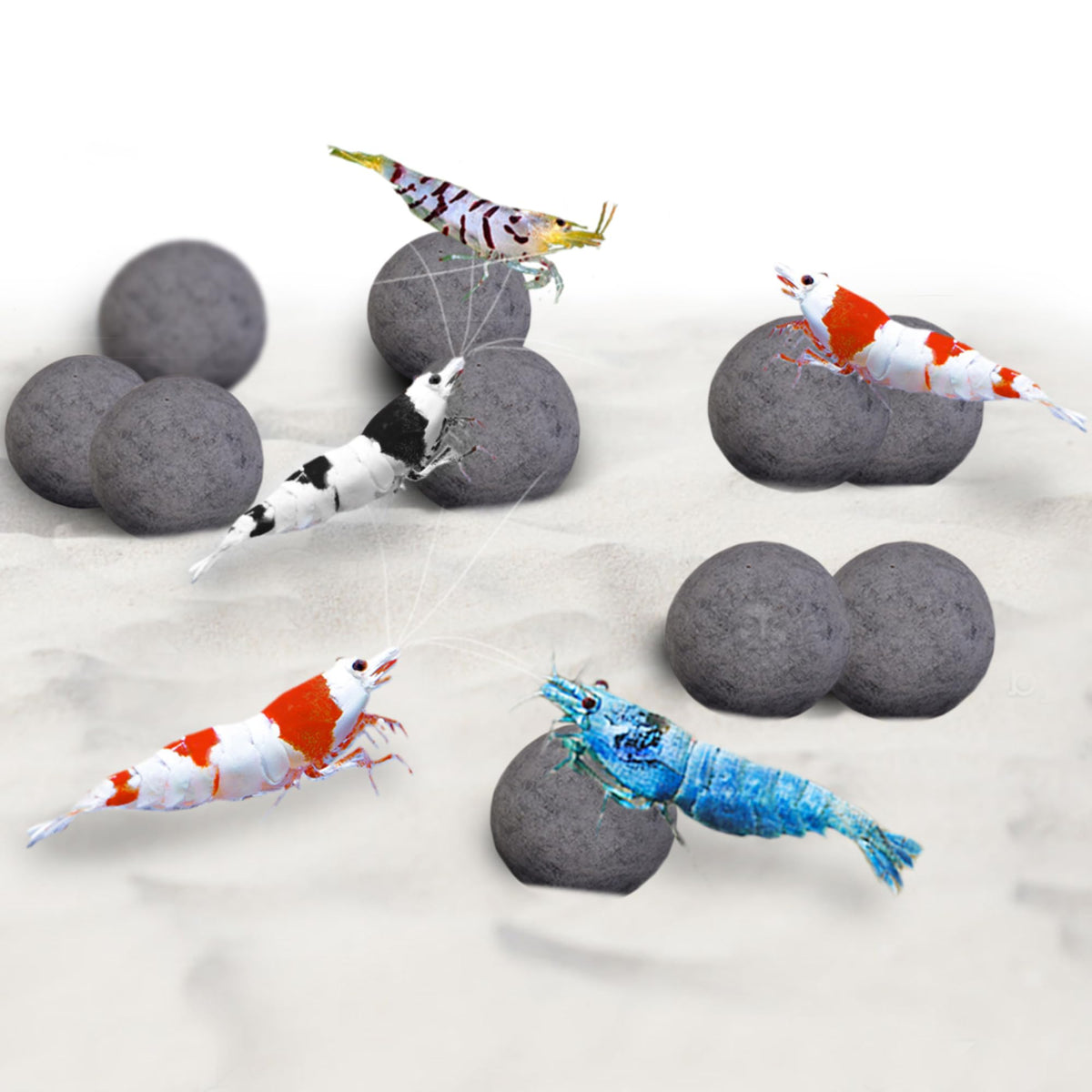 SunGrow boules crevettes – premier plan, favorisant couleur et bien-être