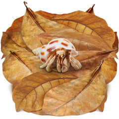 SunGrow Catappa feuilles sèches dans le terrarium apportant humidité naturelle