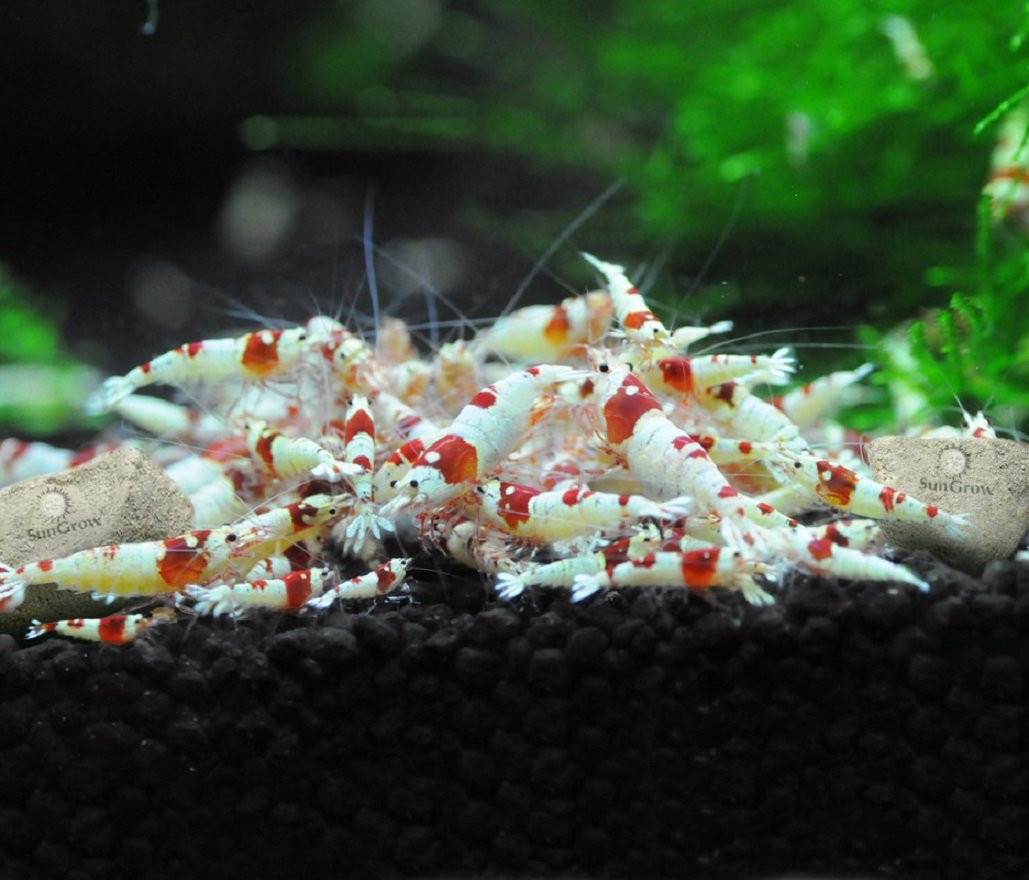 Crevettes Amano profitent d’un environnement minéral SunGrow.