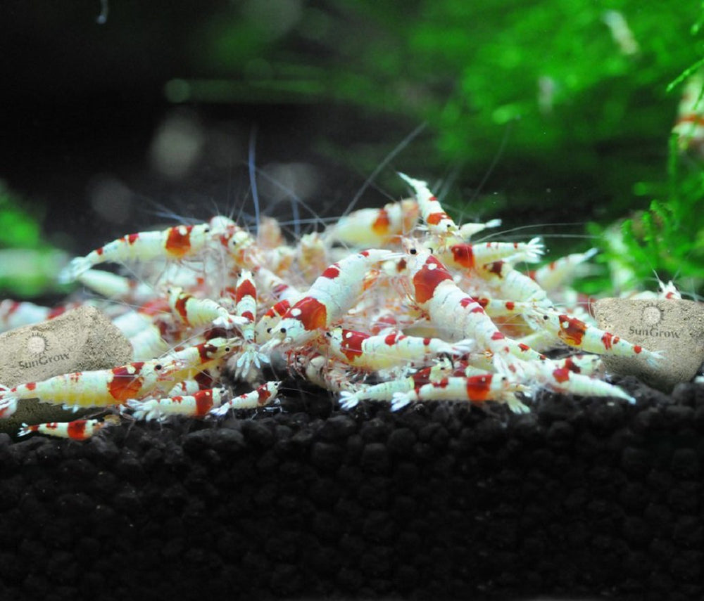 Crevettes Amano profitent d’un environnement minéral SunGrow.