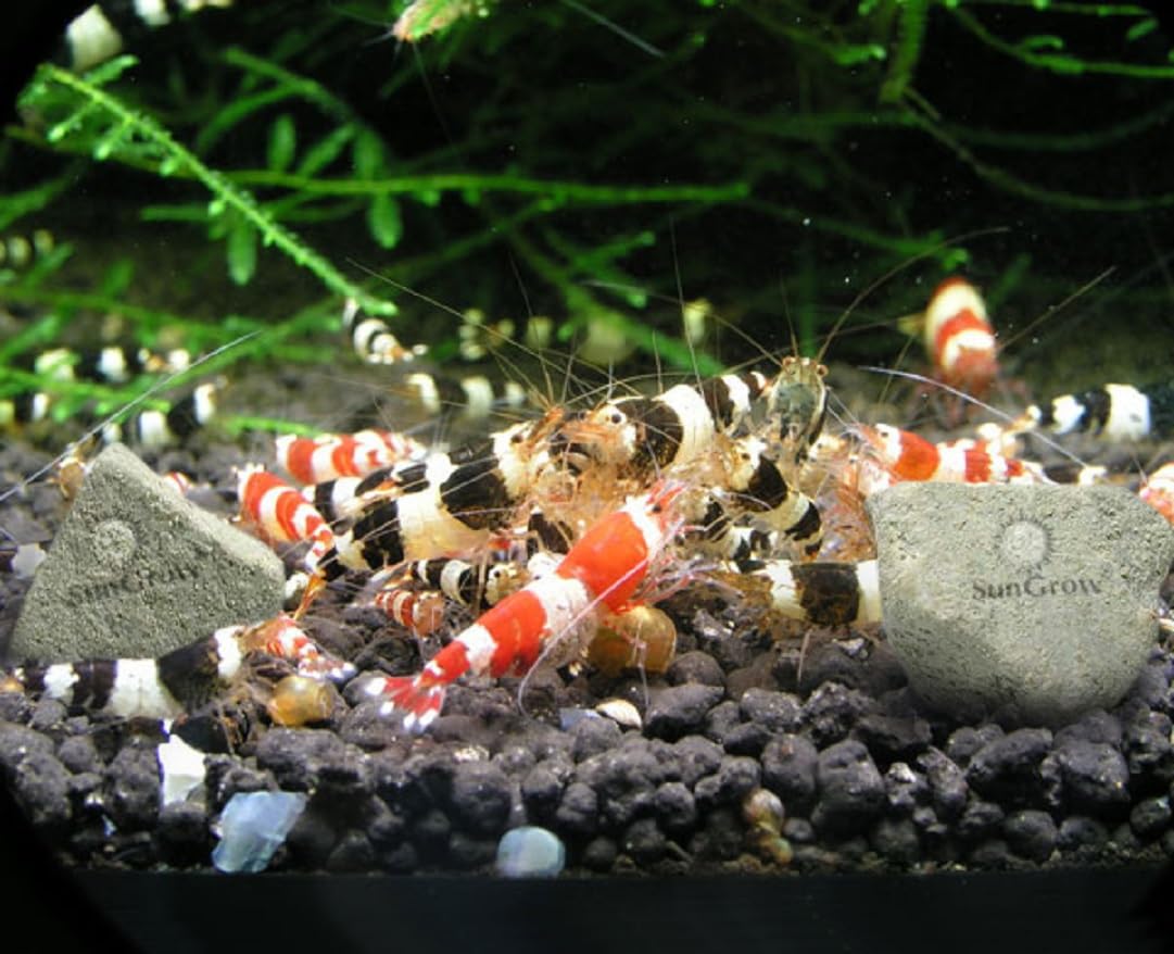 SunGrow pour crevettes Crystal Red, couleur améliorée.
