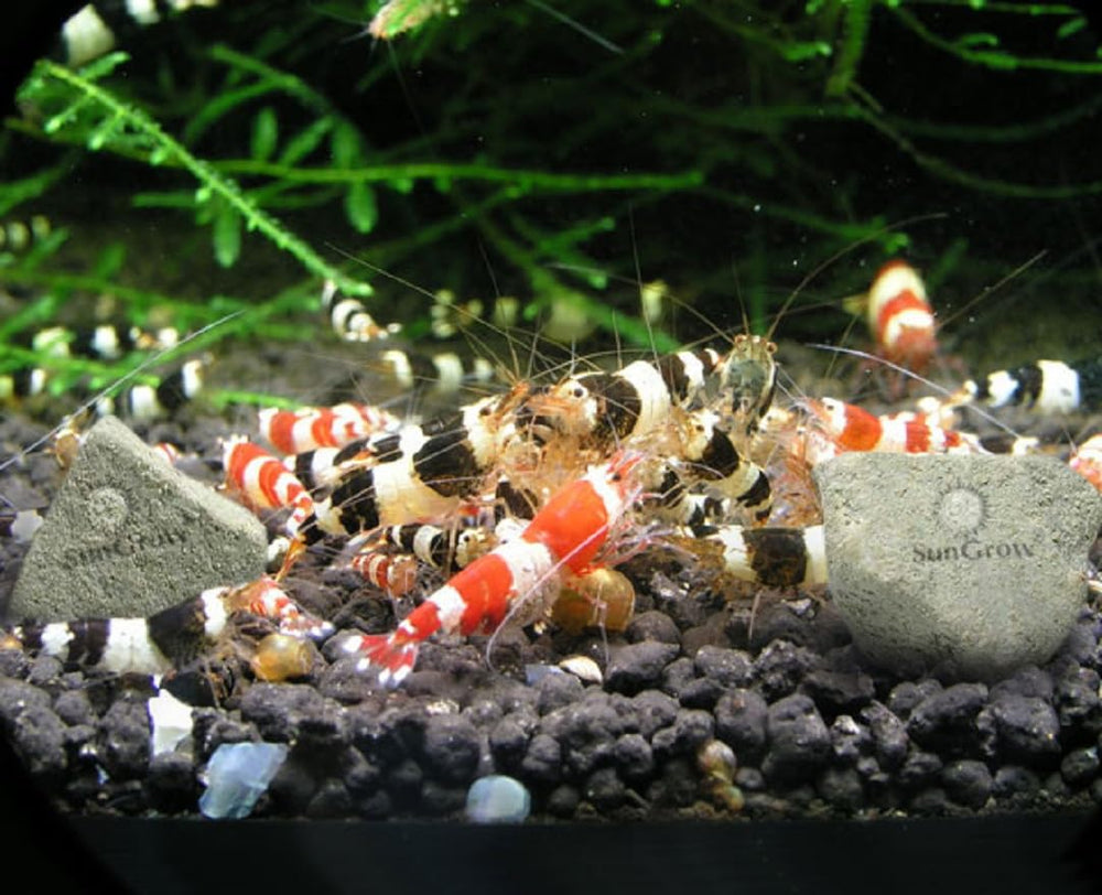 SunGrow pour crevettes Crystal Red, couleur améliorée.