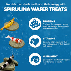 SunGrow crevettes en action — ingestion rapide des galettes spiruline.