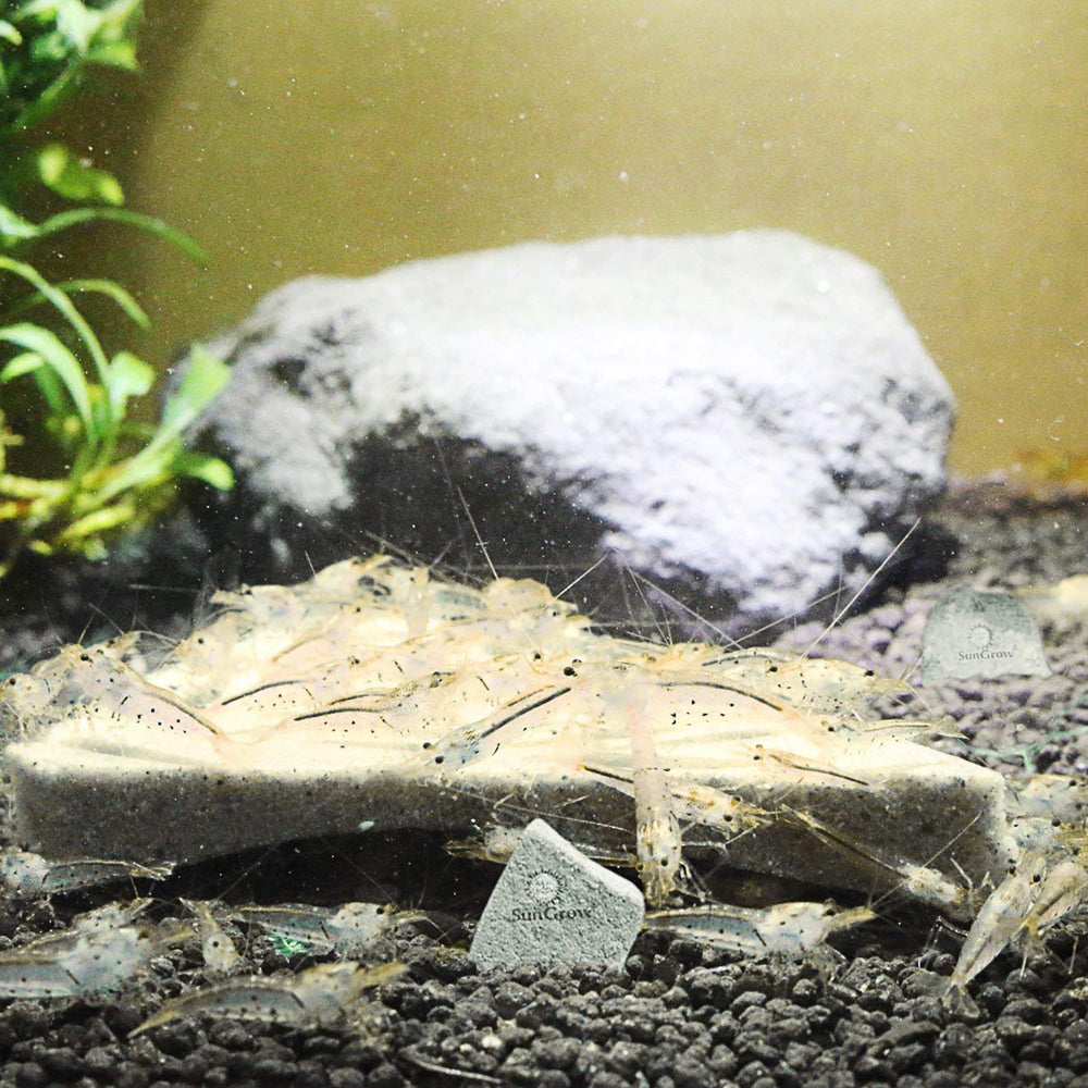 Crevettes fantômes dans un bac SunGrow et décor.