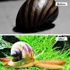 SunGrow feuille Catappa décor rustic ajoutant couleur au bac.