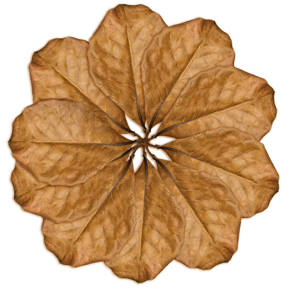 SunGrow feuilles – eau couleur thé pour un habitat plus naturel