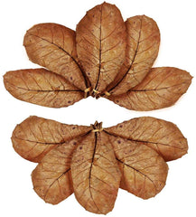 SunGrow, feuilles prêtes à l'emploi, faciles à ajouter pour l'habitat aquatique.