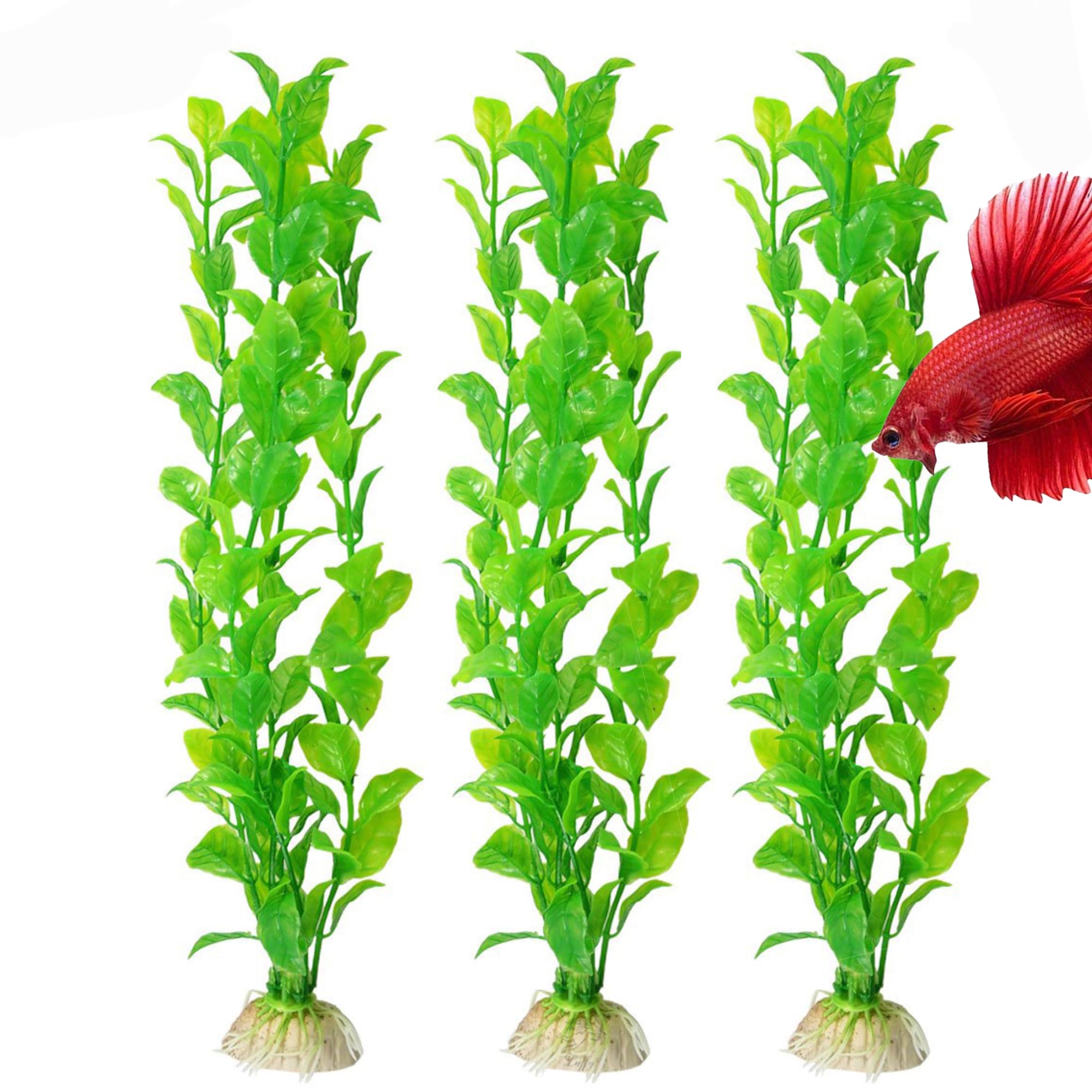 SunGrow ensemble de trois plantes variées pour textures et relief