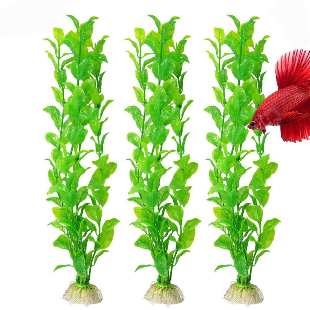 SunGrow ensemble de trois plantes variées pour textures et relief