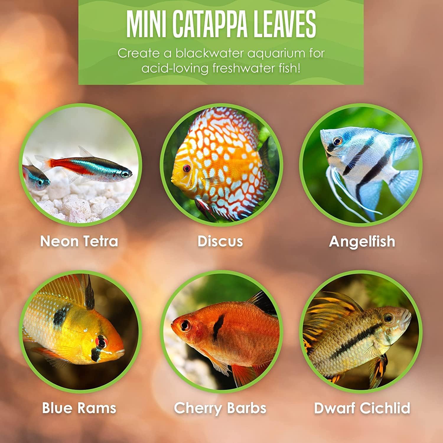 SunGrow 100-pcs Catappa – polyvalent pour bettas, guppys et crevettes.
