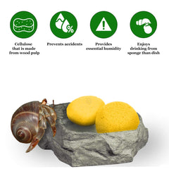 SunGrow éponges-crabe hermite bol-nourriture: accessoire pratique pour l'humidité et l'accès.