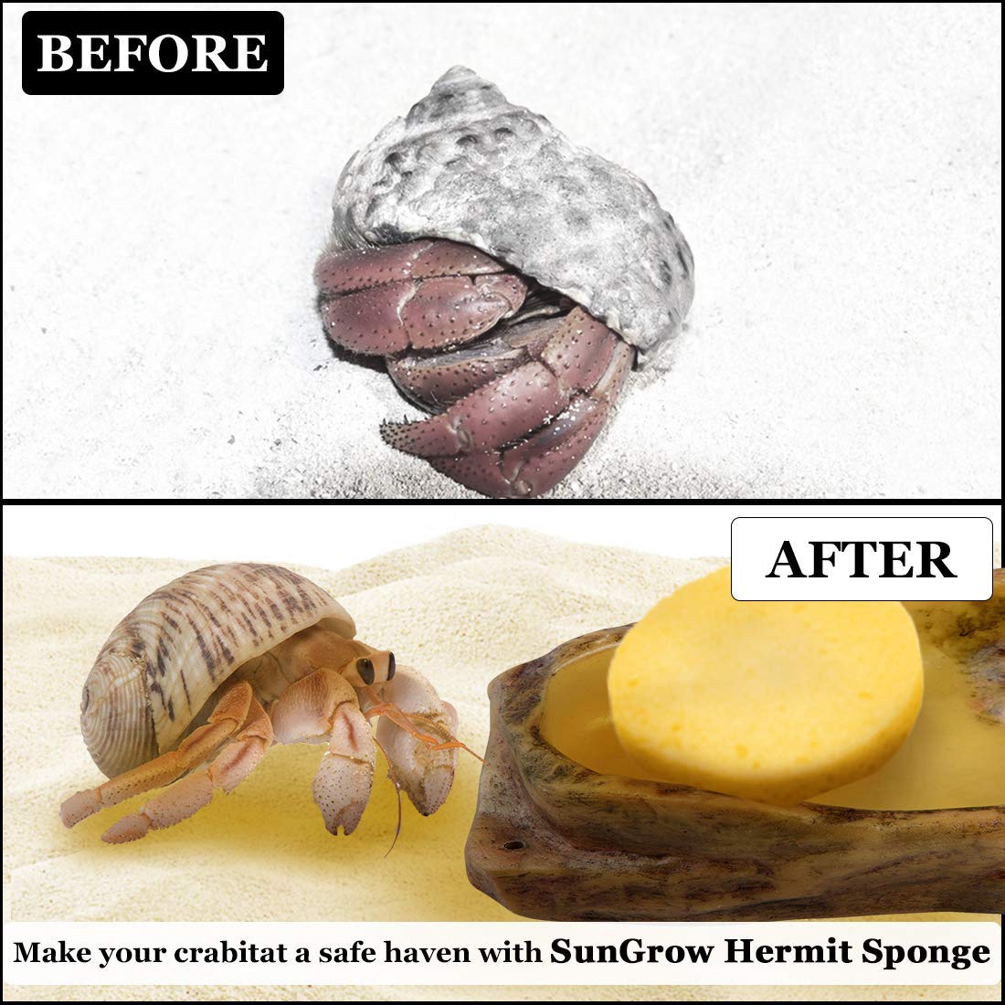 SunGrow éponges-crabe hermite securite-noyade: réduction du risque lors des déplacements.