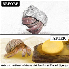 SunGrow éponges-crabe hermite securite-noyade: réduction du risque lors des déplacements.