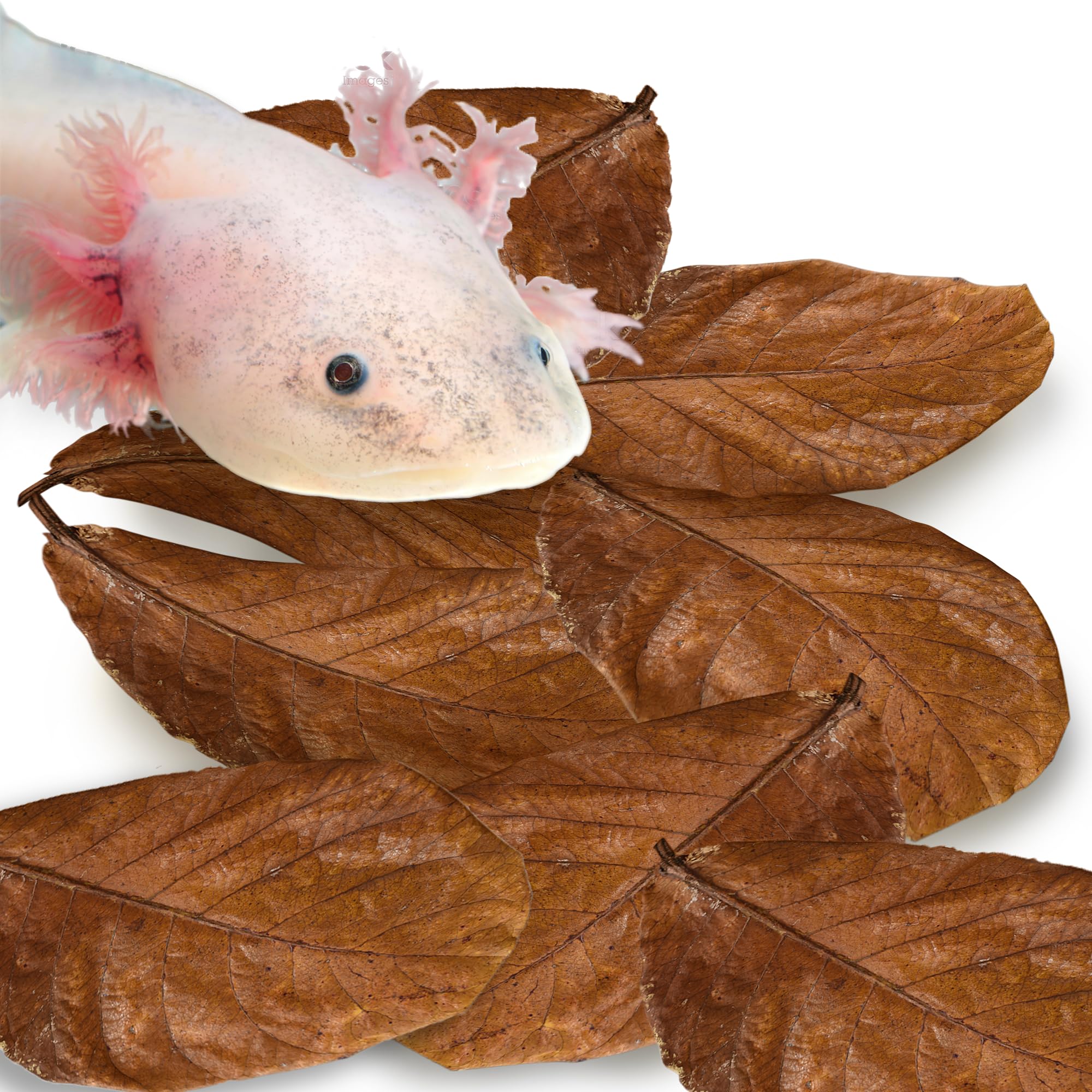 SunGrow feuilles amandes indiennes axolotl – emballage pratique et prêt à l’emploi
