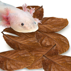 SunGrow feuilles amandes indiennes axolotl – emballage pratique et prêt à l’emploi