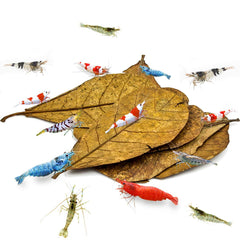 SunGrow feuilles amandier indien pour crevettes, abri naturel et cachette sécurisée.