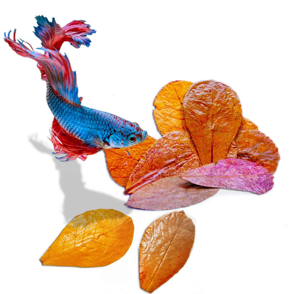 SunGrow Feuilles Betta – paquet de 50 feuilles d'amandier indien pour Betta