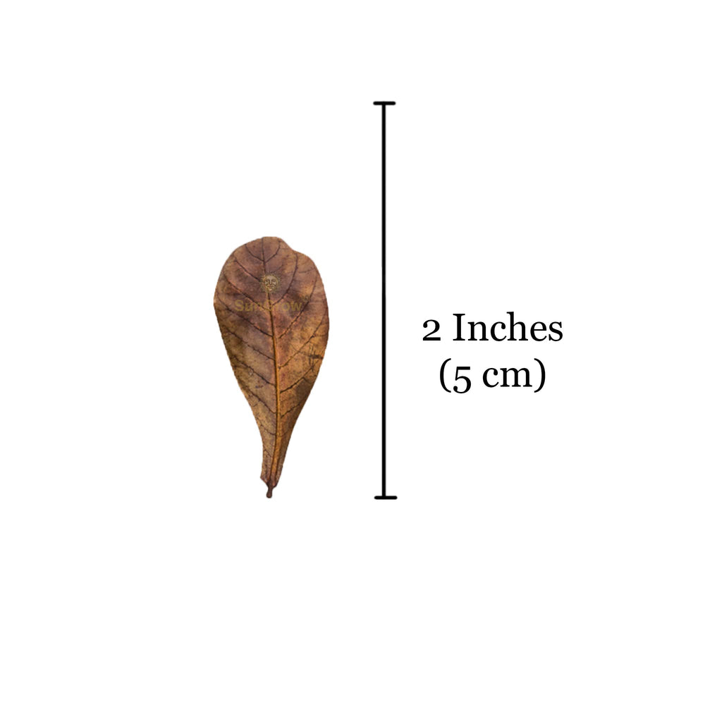 SunGrow Feuilles Betta – décor attrayant et habitat amélioré dans le bac