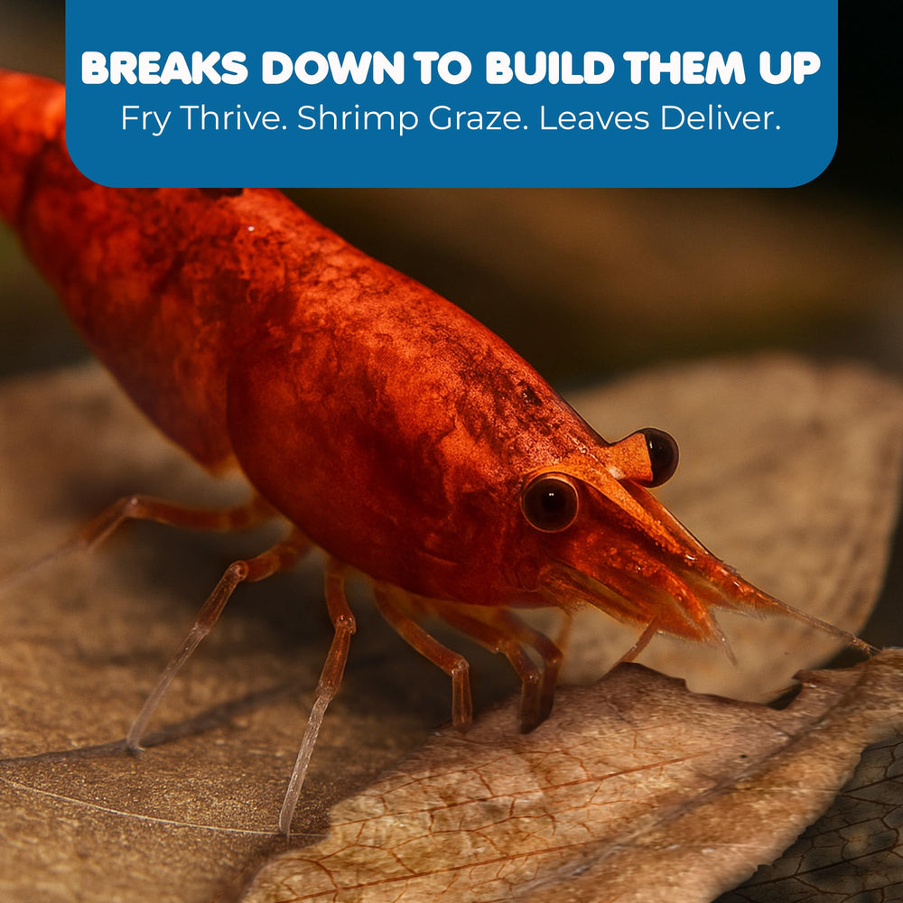 SunGrow Feuilles Betta – utilisation facile pour Betta et petits habitants