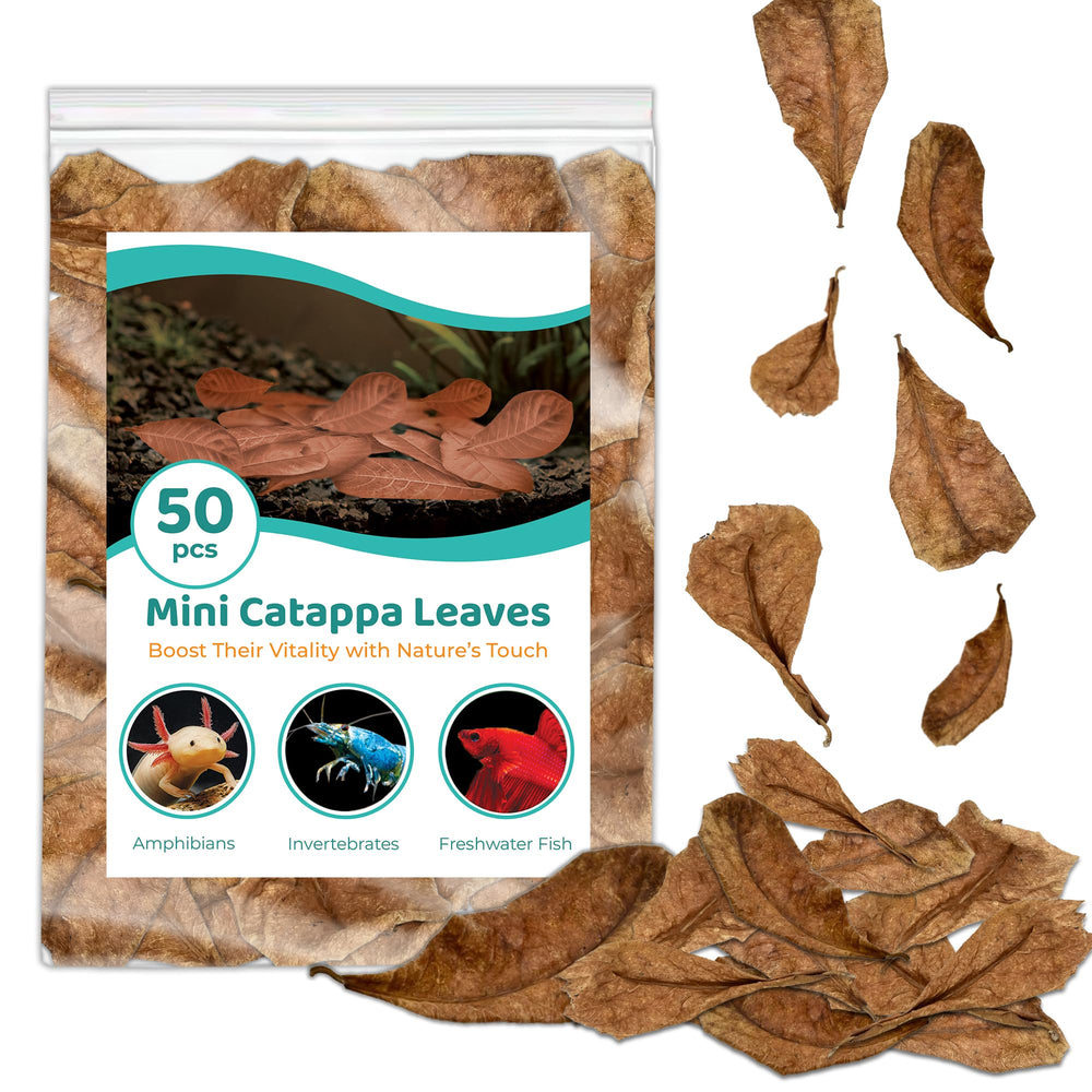 SunGrow Feuilles Catappa pour Betta, habitat noir naturel.