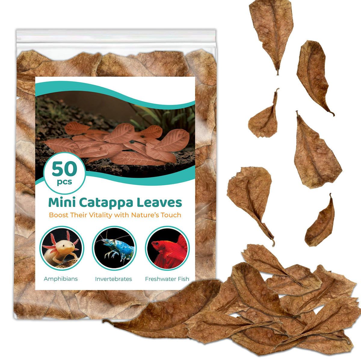 SunGrow Feuilles Catappa pour Betta, habitat noir naturel.