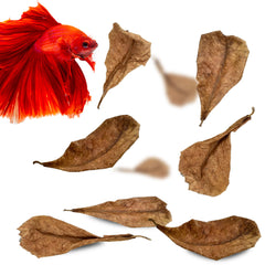 SunGrow Feuilles Catappa apaisent Betta et éclaircissent l’eau sombre.