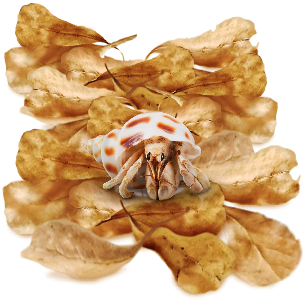 SunGrow feuilles Catappa pour crabe ermite, 2 pouces, habitat naturel.