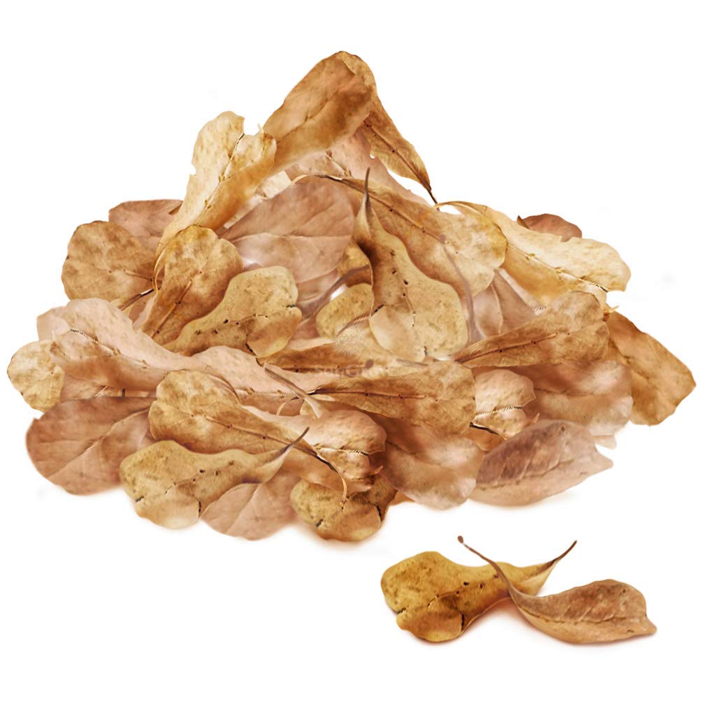SunGrow feuilles Catappa dans l’aquarium, habitat paisible pour les crevettes.
