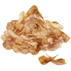 SunGrow feuilles Catappa dans l’aquarium, habitat paisible pour les crevettes.