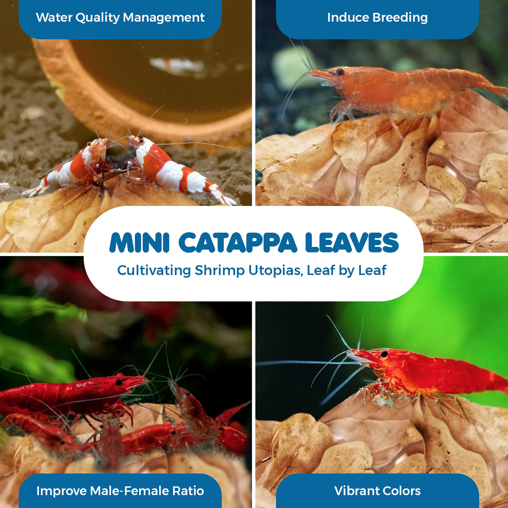 SunGrow feuilles Catappa améliorant l’habitat naturel des crevettes et le comportement.