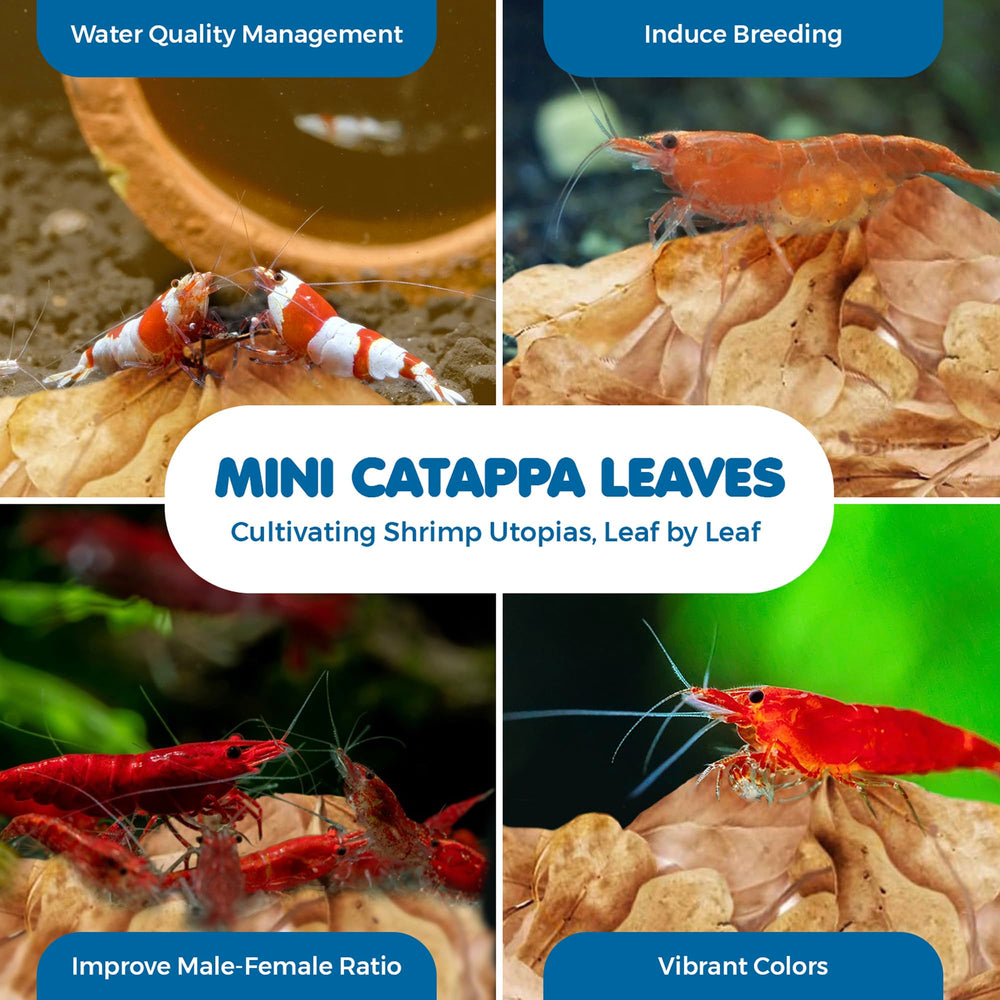 SunGrow feuilles Catappa améliorant l’habitat naturel des crevettes et le comportement.