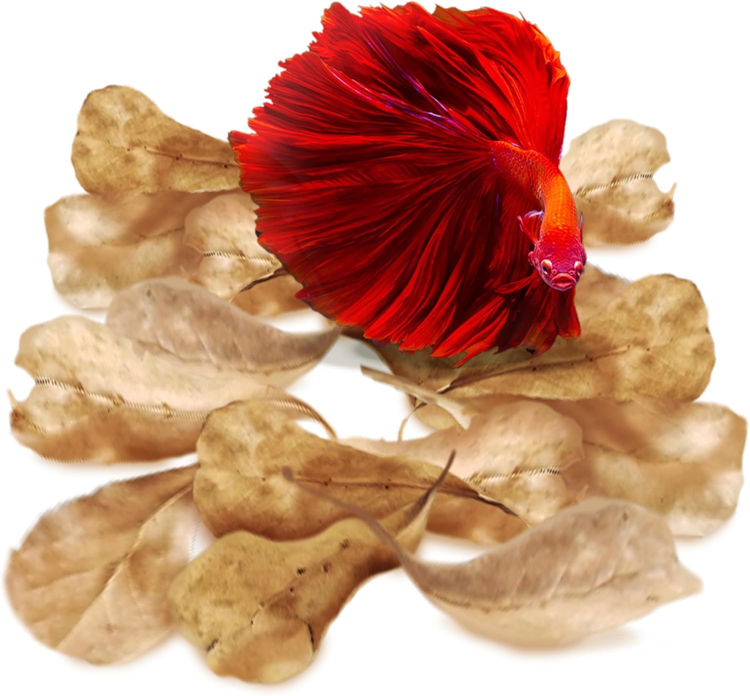 SunGrow feuilles Catappa indiennes, 2 pouces, dans le bac Betta, favorisant un habitat naturel.