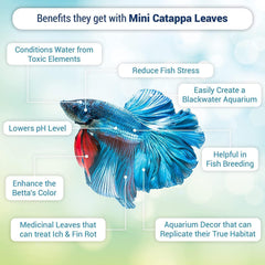 SunGrow feuilles Catappa indiennes – ajouts esthétiques et teinte brunâtre apaisante.