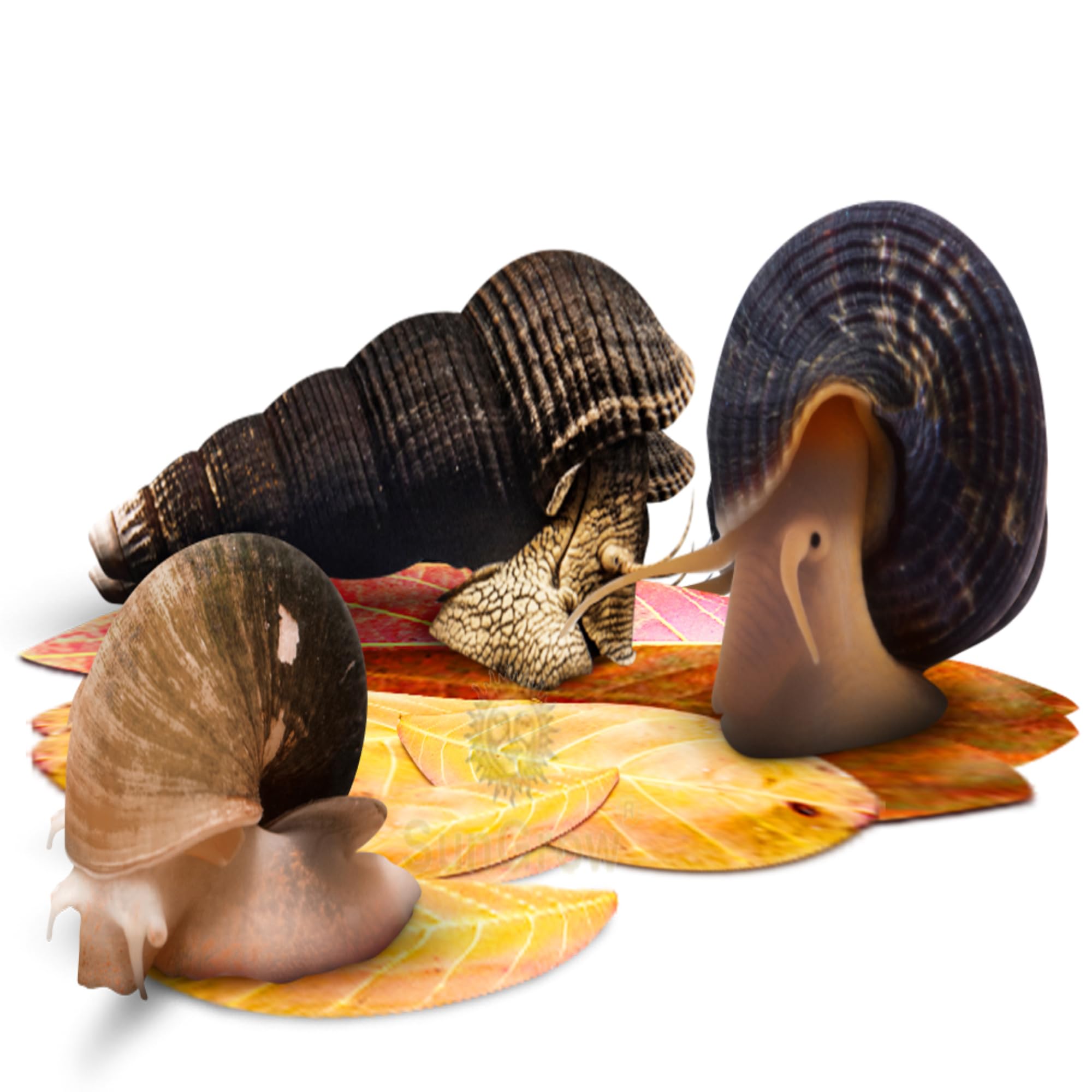 SunGrow feuilles Catappa indiennes petites pour abri et repos des animaux.